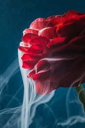 Witte rook stroomt van de rode blaadjes van de Ranonkel