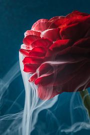 Weißer Rauch strömt aus den roten Blättern der Ranunkel