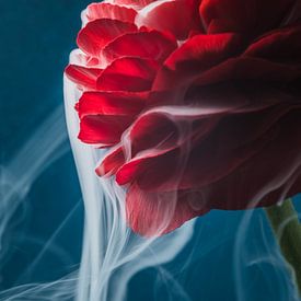 De la fumée blanche s'échappe des feuilles rouges du ranunculus. sur Marjolijn van den Berg