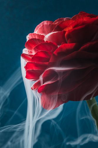 Witte rook stroomt van de rode blaadjes van de Ranonkel van Marjolijn van den Berg