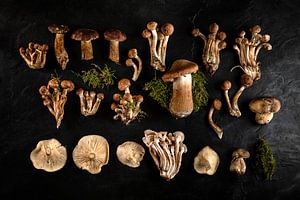 Le royaume des champignons