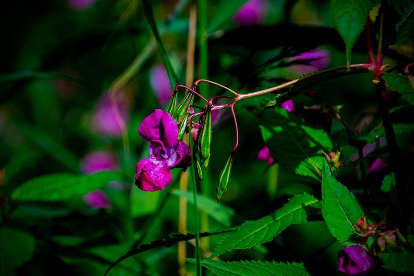 Wilde Orchidee von FotoGraaG Hanneke