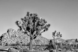 Joshua Tree NP - Black and White Beauty by Joseph S Giacalone Photography