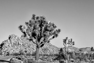 Joshua Tree NP - Black and White Beauty