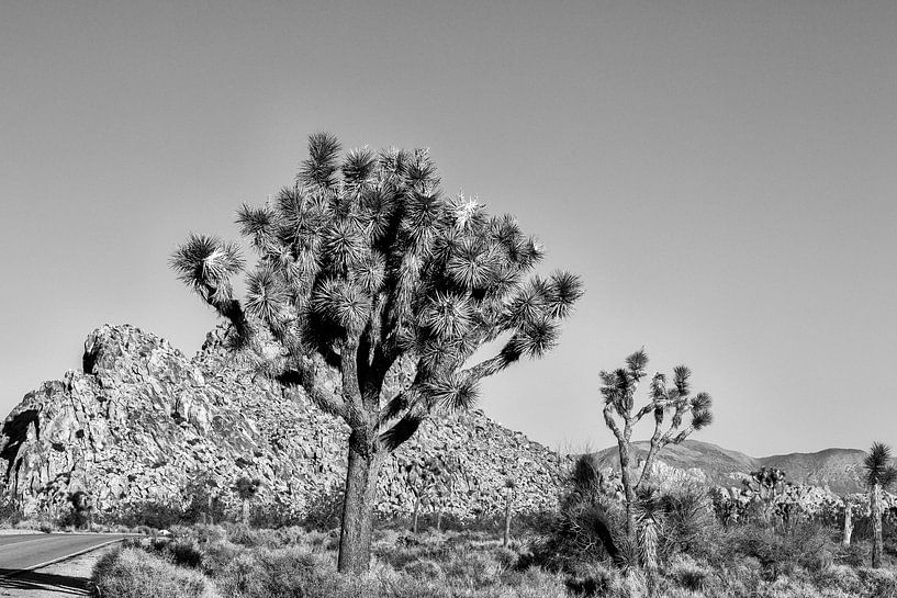 Joshua Tree NP - Black and White Beauty by Joseph S Giacalone Photography