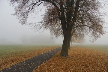 Weg mit Herbstlaub und Baum bei Bad Neustadt
