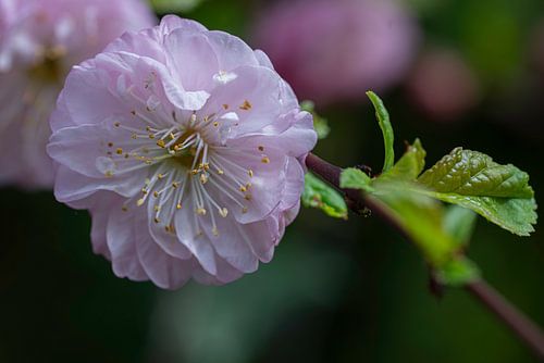 Pink blossom