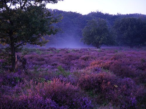 La lande de Hoorneboeg avec le brouillard
