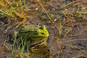 grüner Frosch im Pool