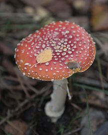 Herbstgruß auf rotem Hut