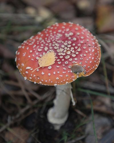 Herbstgruß auf rotem Hut