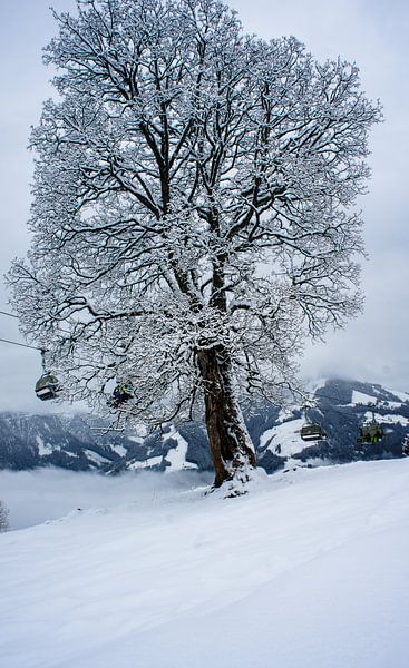 besneeuwde bom by Remco de Zwijger