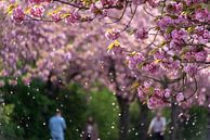 Japanse kersenbloesem van Stephan Schulz thumbnail