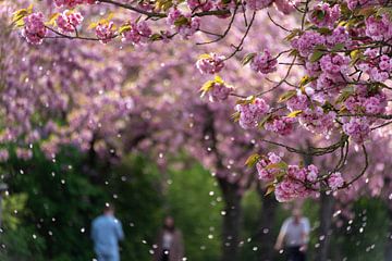 Fleurs de cerisiers japonais sur Stephan Schulz