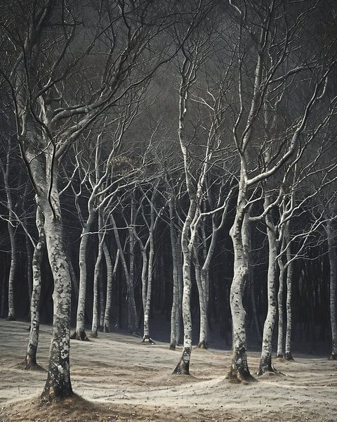 Mystische Stimmung im Wald von fernlichtsicht