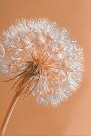 Pissenlit dans un moment de silence scintillant