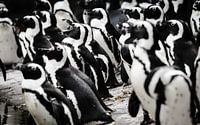 Kolonie van Pinguïns