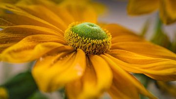 Sonnenblume von Ingrid van Wolferen
