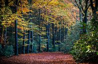 Herfst in het bos van Marjolijn Vledder thumbnail