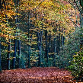 Herfst in het bos van Marjolijn Vledder