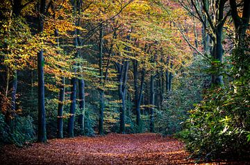 Herbst im Wald von Marjolijn Vledder