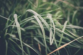 Dew on the grass by Christian Späth