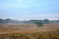 Pine tree on the Teut by Johan Vanbockryck thumbnail