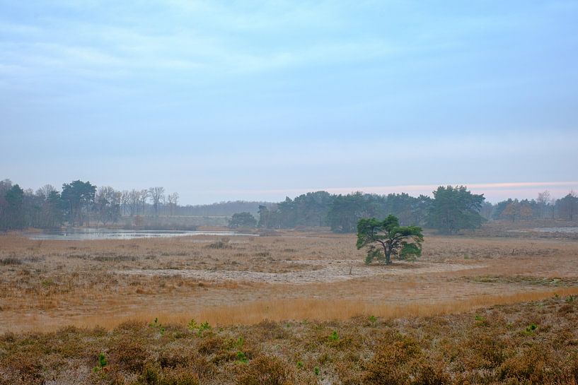Pine tree on the Teut by Johan Vanbockryck