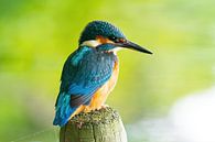 the kingfisher with its beautiful colours by Merijn Loch thumbnail