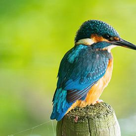 the kingfisher with its beautiful colours