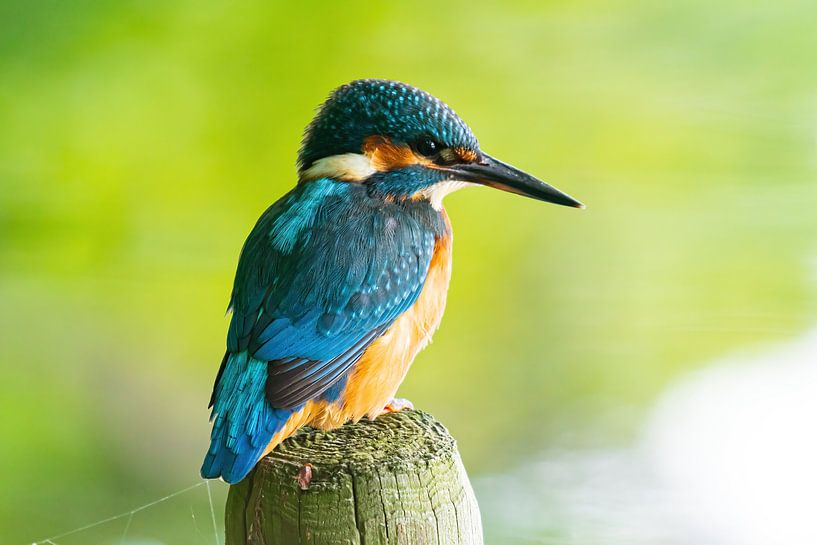 the kingfisher with its beautiful colours by Merijn Loch