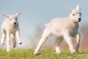 Lämmer im Frühjahr von Melissa Peltenburg