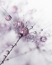 Alone among the others: Drops decorate the fluff by Marjolijn van den Berg thumbnail