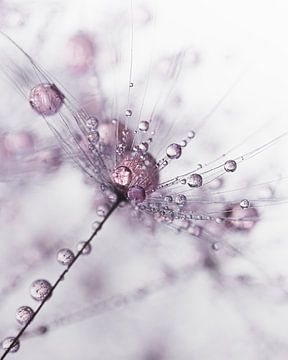 Alone among the others: Drops decorate the fluff by Marjolijn van den Berg