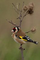 Putter / distelvink (Carduelis carduelis)