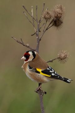 Stieglitz (Carduelis carduelis)