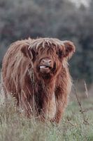 Schottische Highlander in den niederländischen Dünen