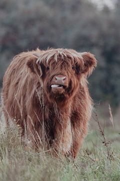 Schotse Hooglanders in de Nederlandse Duinen van Anne Zwagers