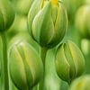 Grüne Knopf-Tulpe von Martijn Tilroe