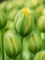 Green button tulip