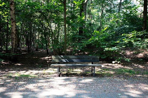 Ontdek de natuur in een bosrijk gebied in Emsland, Nedersaksen, Duitsland