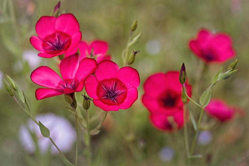 Roter Phlox von Rob Boon