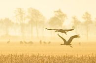 Kraanvogels vliegen over de velden in het zachte vroege ochtendlicht van Sjoerd van der Wal Fotografie thumbnail