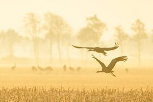 Kraniche, die im weichen Morgenlicht davonfliegen von Sjoerd van der Wal Fotografie