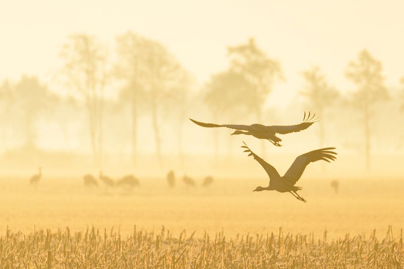 Kraanvogels vliegen over de velden in het zachte vroege ochtendlicht van Sjoerd van der Wal Fotografie