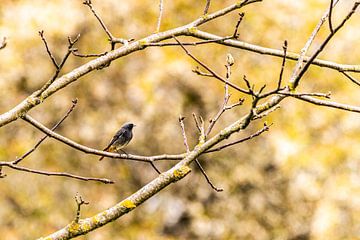 Zwarte roodstaart in de herfst van nathalieg_photography