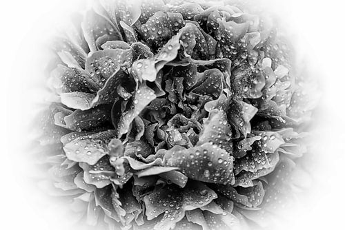 Peony Portrait Noir Blanc