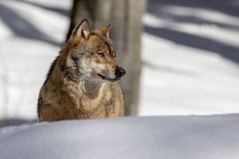 Wolf im Schnee von Rob Nennie