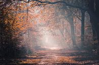 Herfst in het Speulderbos van Midi010 Fotografie thumbnail