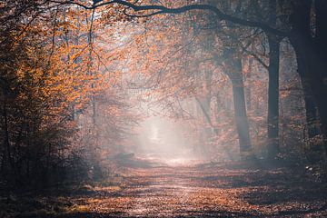 Herbst in den Speulderbos von Midi010 Fotografie
